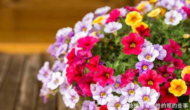 随便|此6种花随便养,大肥大水大太阳,开成大花球