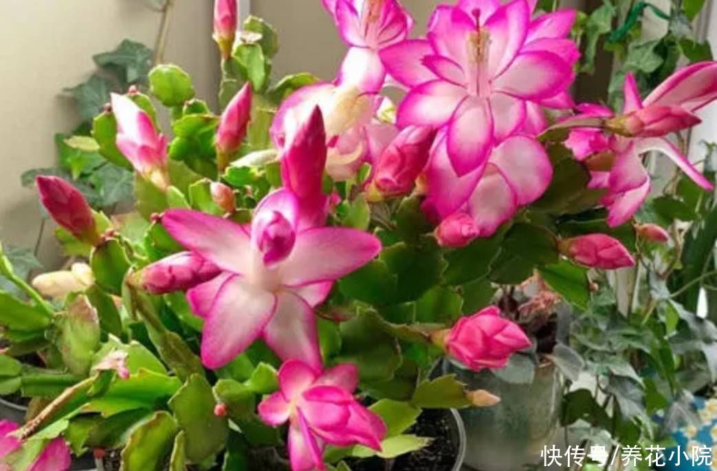 秋天3种花“睡醒了”,给它们补足养分,花苞长满枝头