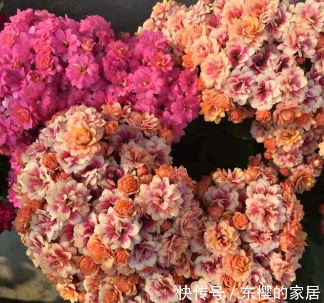 种花|三伏天,这三种花要备份,好处多多,年年有花看