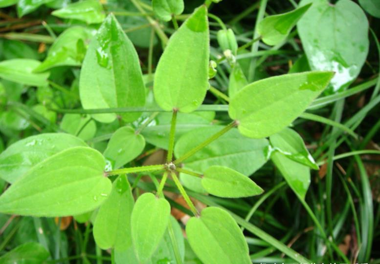 茜草|农村一种叫茜草的野草,农家人常用其根部炖汤喝,营养很丰富