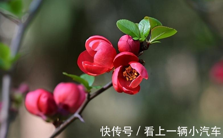 这种木瓜开花挺好看了,做成盆景搬回家