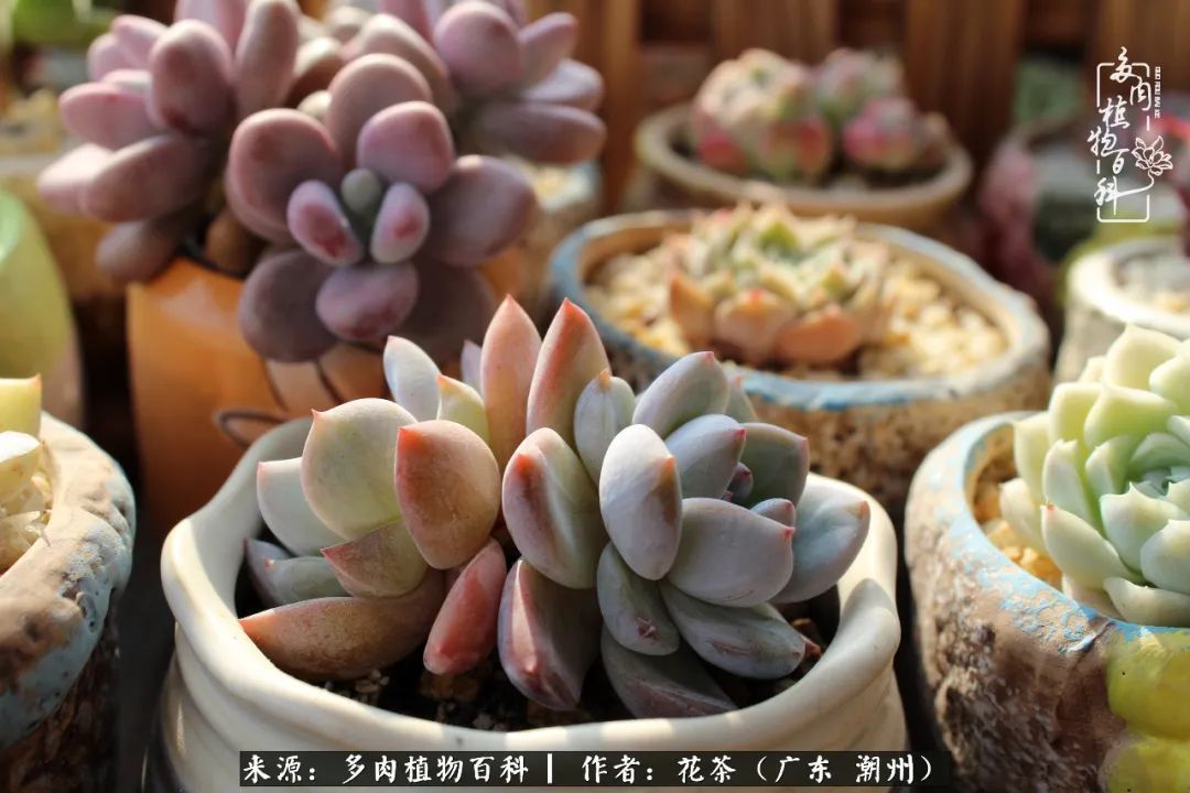 放松心情,静享愉悦,阳光下的多肉是最美的!