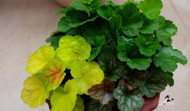 北阳台阳光少,可是此7种花,照样一个劲儿开花,连开几个月