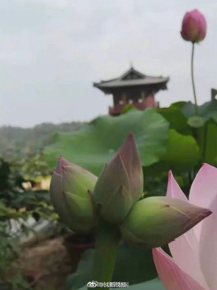 浙江|浙江发现八株并蒂莲