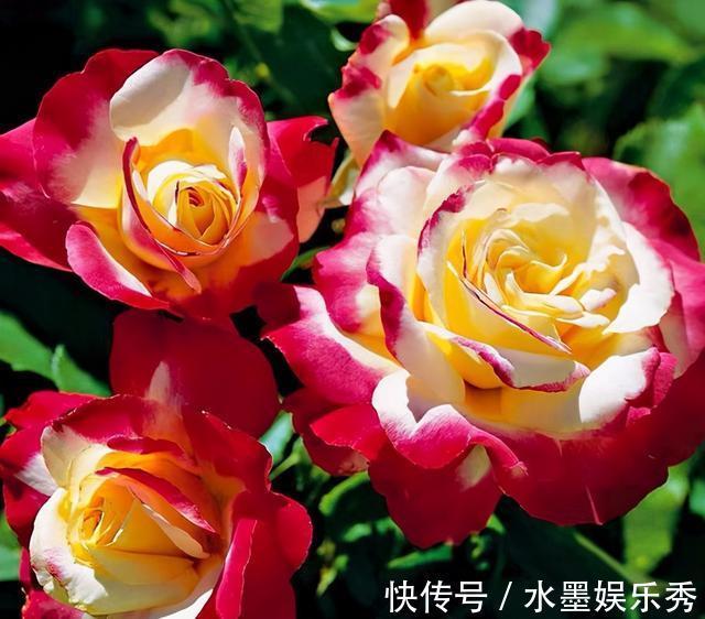 三楼|三楼奶奶不让我在一楼种花,事情解决了,出乎意料的让人难受