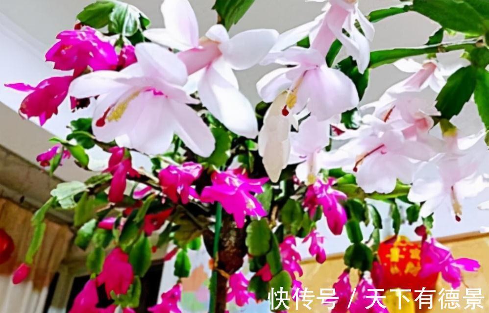 适合懒人养的“6种花”,不只是好养,还寓意好,利于健康