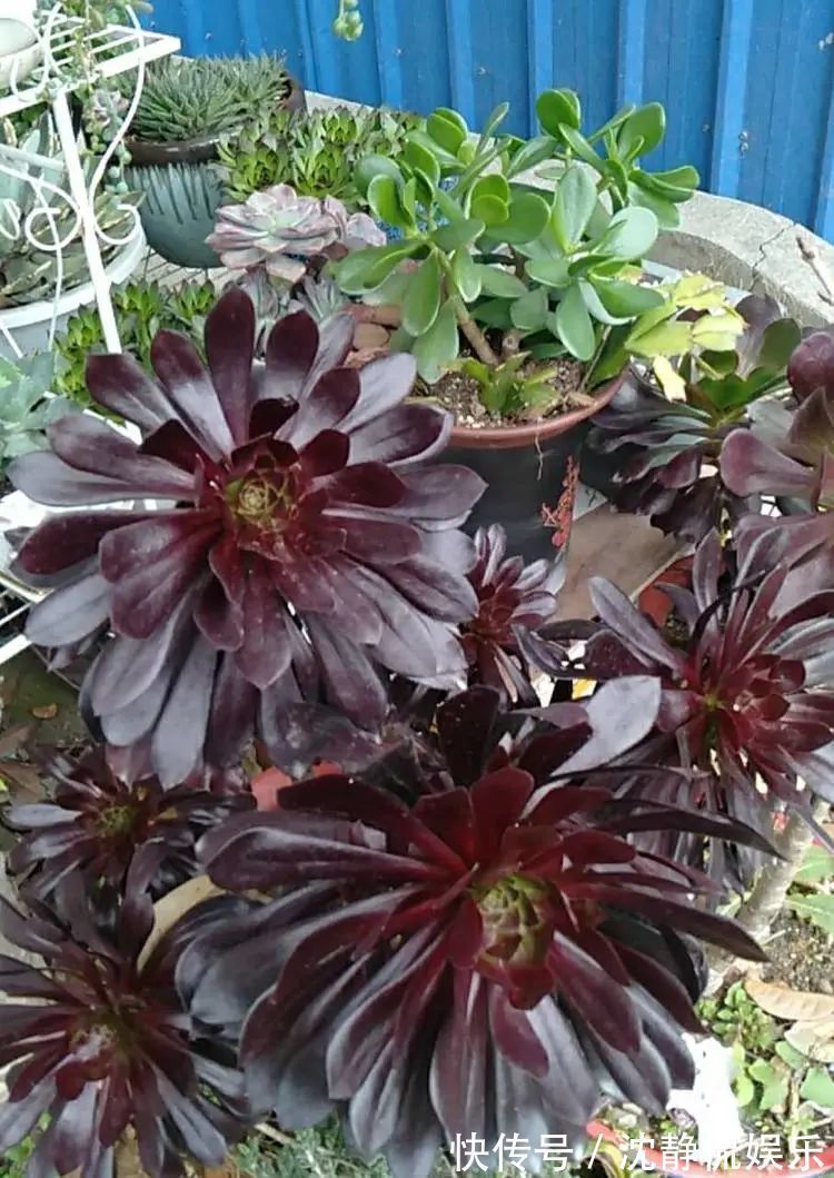 昂斯诺|一直都养不活花,直到遇见了多肉!只要用心,就能变美!