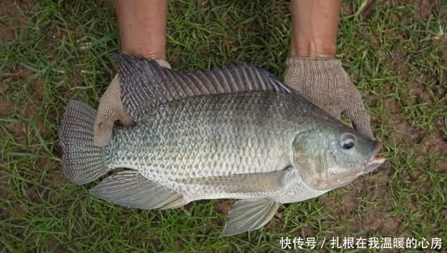 养殖|从来不吃亚洲鲤鱼的美国人,为何吃起了非洲鲫鱼?新冠疫情闹得?