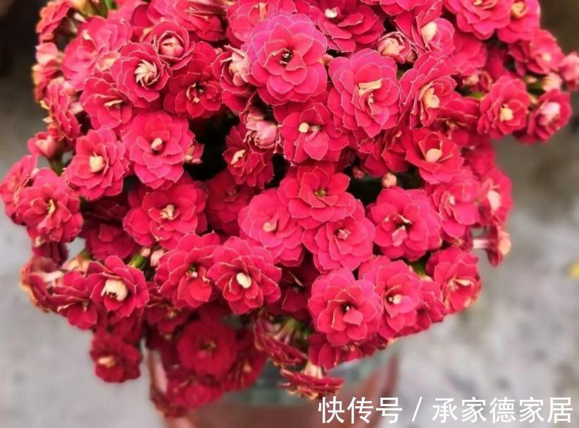 秋冬养花赏花,不如就盆栽这3样,低温天开花又多又美