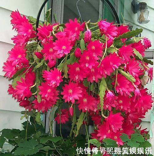 此款仙人掌,比绿萝好养,比荷花好看,简单易成活,花开硕大