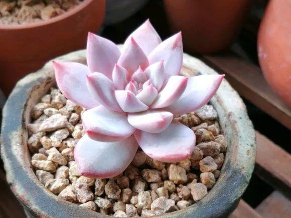 蓝鸟|多肉法师不但长得快,颜色艳品种多,越看越喜欢!