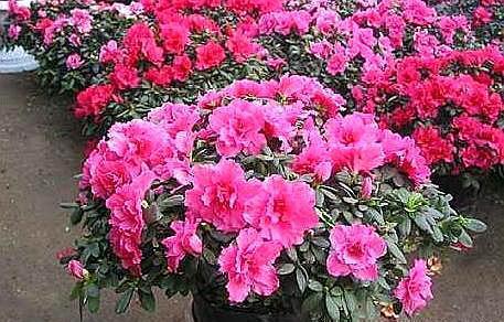 杜鹃花不生长,及时喂点“料”,新芽花苞“蹭蹭冒”,一次开爆花