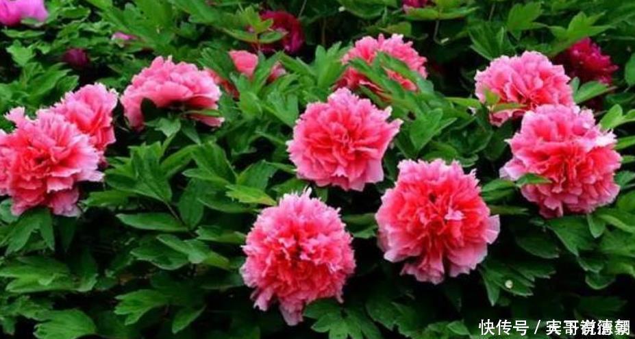 玫瑰花|养花就养这几款,全年开花不停,花香四溢飘满屋,美