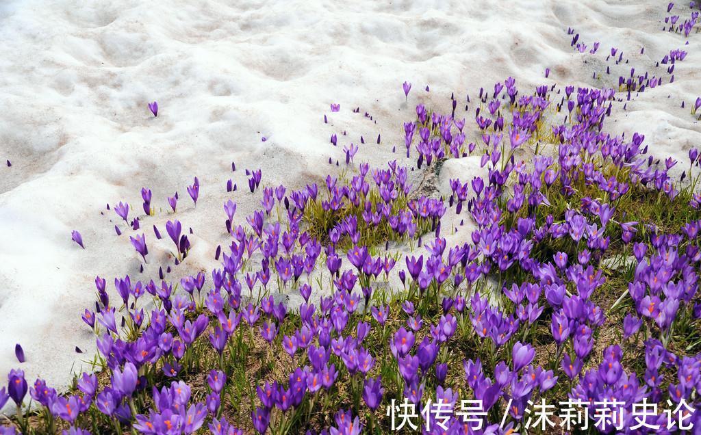 雨雪天冻不死的8种花,越冷越开花,冬天养一盆,喜庆又漂亮