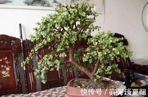 薄肥勤施|养金枝玉叶要“有耐心”,知道这个小技巧,2年养成高颜值老桩