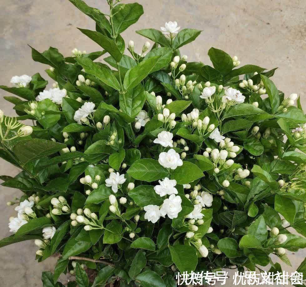 花苞|养茉莉花有“3点”很重要，株型更美，开花更多，又香又好看