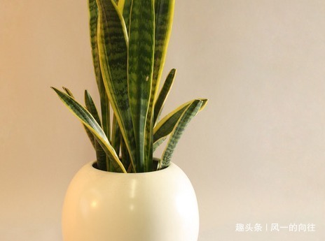 家养|家养虎皮兰总是长不好学会这三个小技巧,蹭蹭止不住的往上长