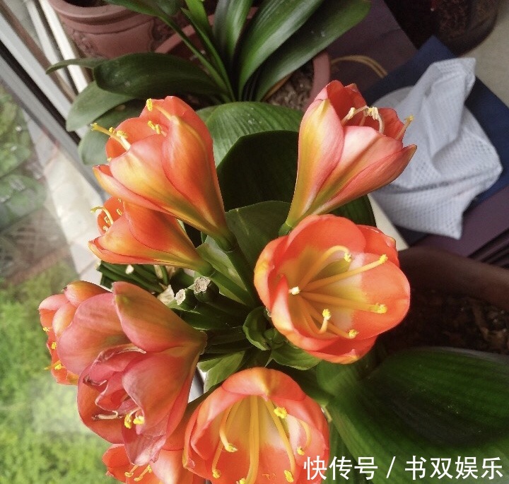 君子兰不长叶、不开花9月开始，浇水摻点“小颗粒”，入冬开花