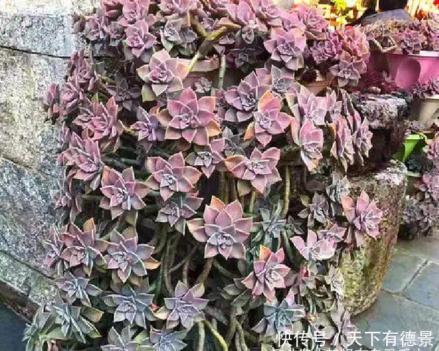 胧月|3种多肉很好养,被花友称“热不死”,太阳一晒就“很美”