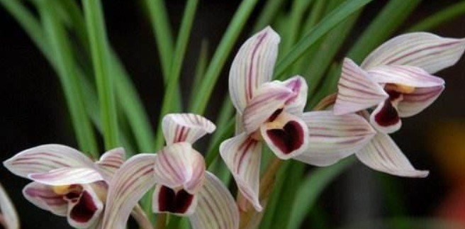 兰花施什么肥好记住此3种营养素的作用,兰花施肥恰到好处