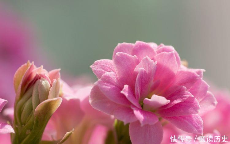 养花试试此几款，花朵小巧玲珑，花香四溢飘满屋