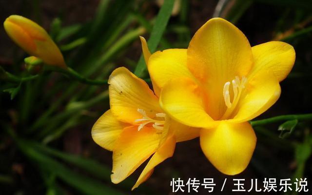 养花就养此3种,花朵硕大颜色丰富,开花漂亮韵味十足,人见人爱