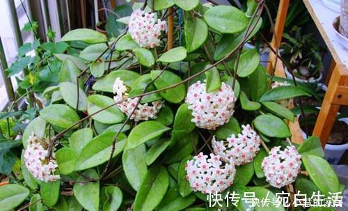 家里采光不好，不妨试着养3种花，轻轻松松开满盆，是盆栽佳品！