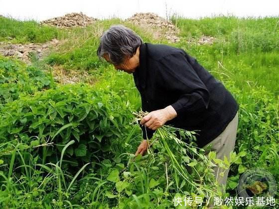  入口|长在水里的芹菜，入口而来的清脆，农村人爱吃的野菜，营养价值高