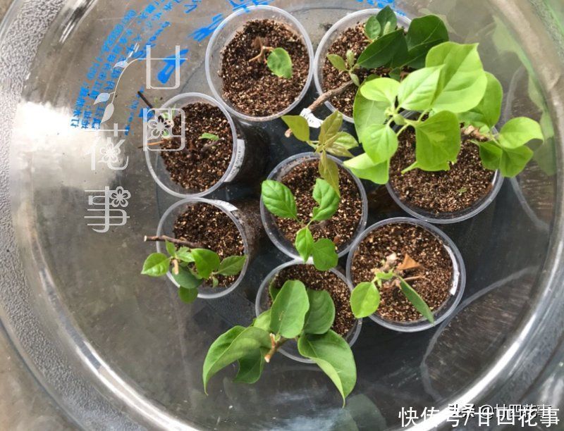 秋天扦插四种花，生根成活快，明年花开满阳台，实现“赏花自由”