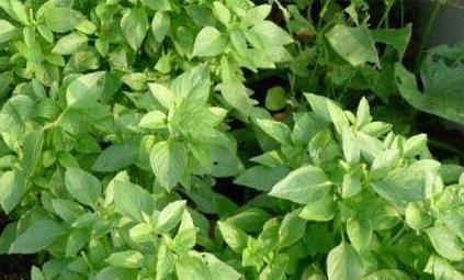 荆芥|家里种荆芥,从播种到收获,只需一个小窍门,长得可疯了