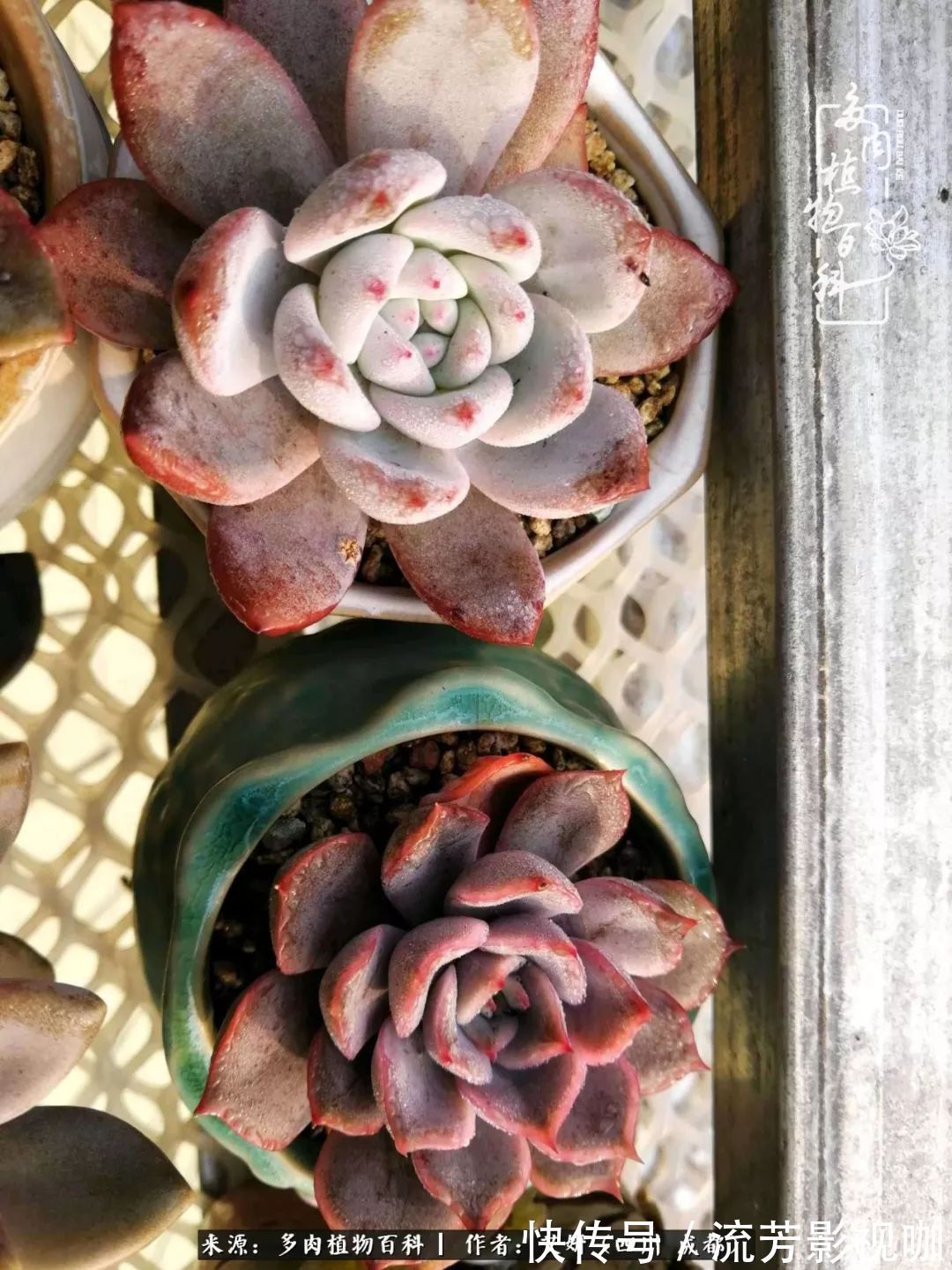 多肉|人生有时候就像多肉,不是不出彩,只是经历的时光还不够!