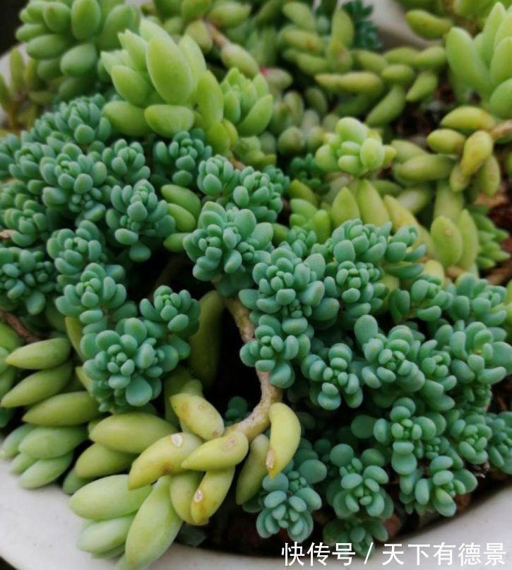 多肉狠心剃个头,呼呼长满小肉芽,20天就爆盆