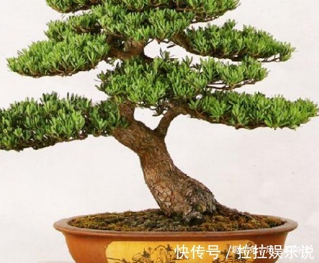 有钱人都喜欢这三种绿植,升值潜力巨大,既上档次又好看