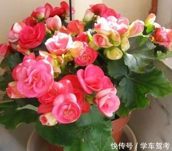 家中养什么花别错过“这5种”，四季赏花，四季常青，净化空气！