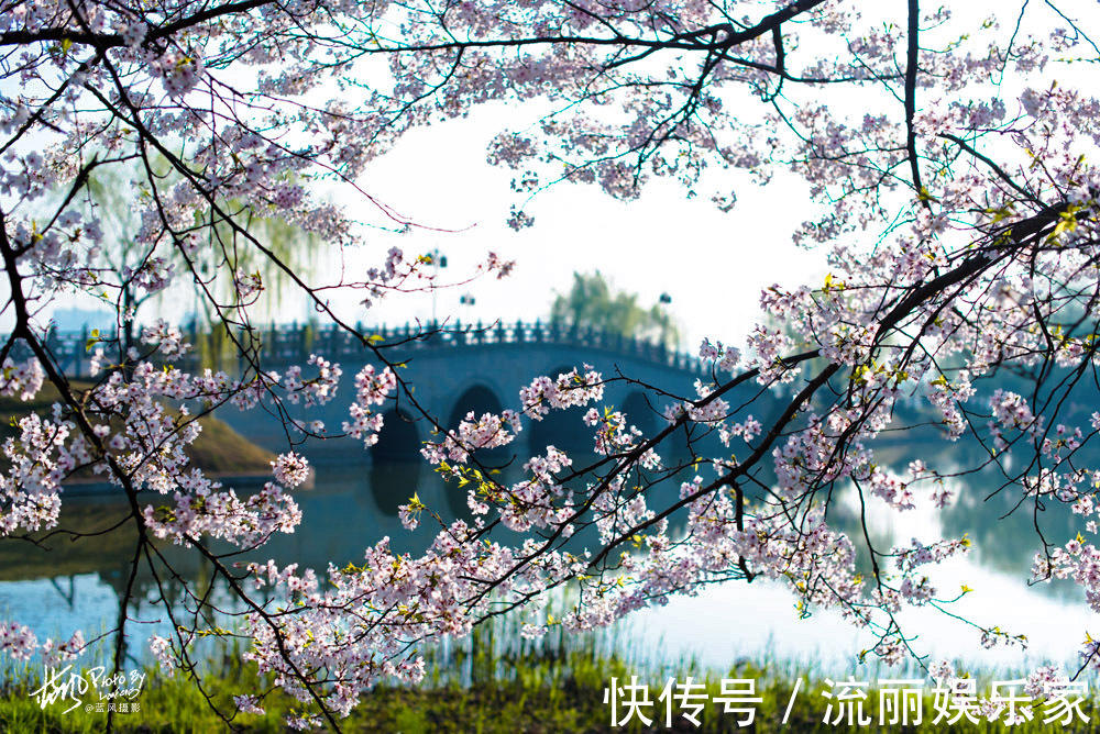 樱花|无锡鼋头渚樱花进入盛花期，花海遇到人海，场景太火爆