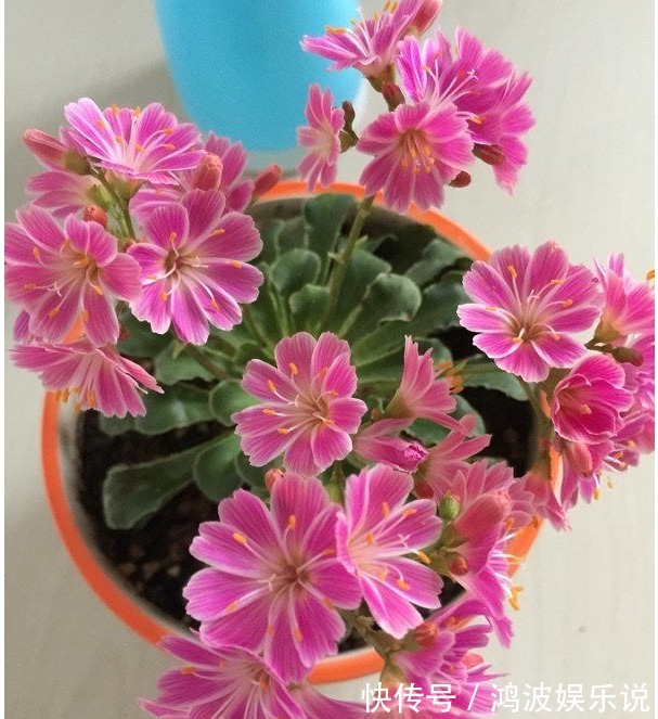 露薇花|别再养绿萝吊兰了,以下盆景花美又好养,花色很绚丽,四季有花赏