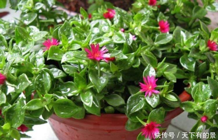 4种花自带财运,好养易活不招虫,简单易成活,纯洁美