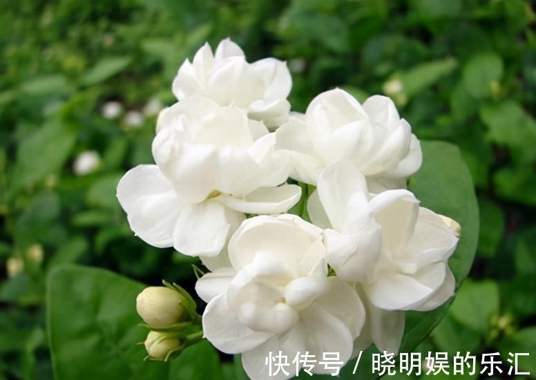 农历九月十八霜降后，养什么花？家里养3种花，金玉满堂多子多福