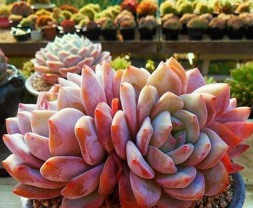 5种红色系多肉，灵气逼人楚楚可爱，人人见了都想养！