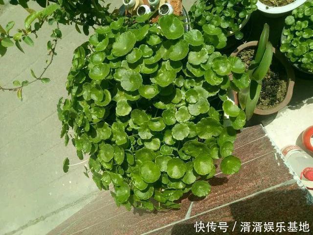 种花|养此5种花,夏季就像“水桶”,浇水越多、长得越旺