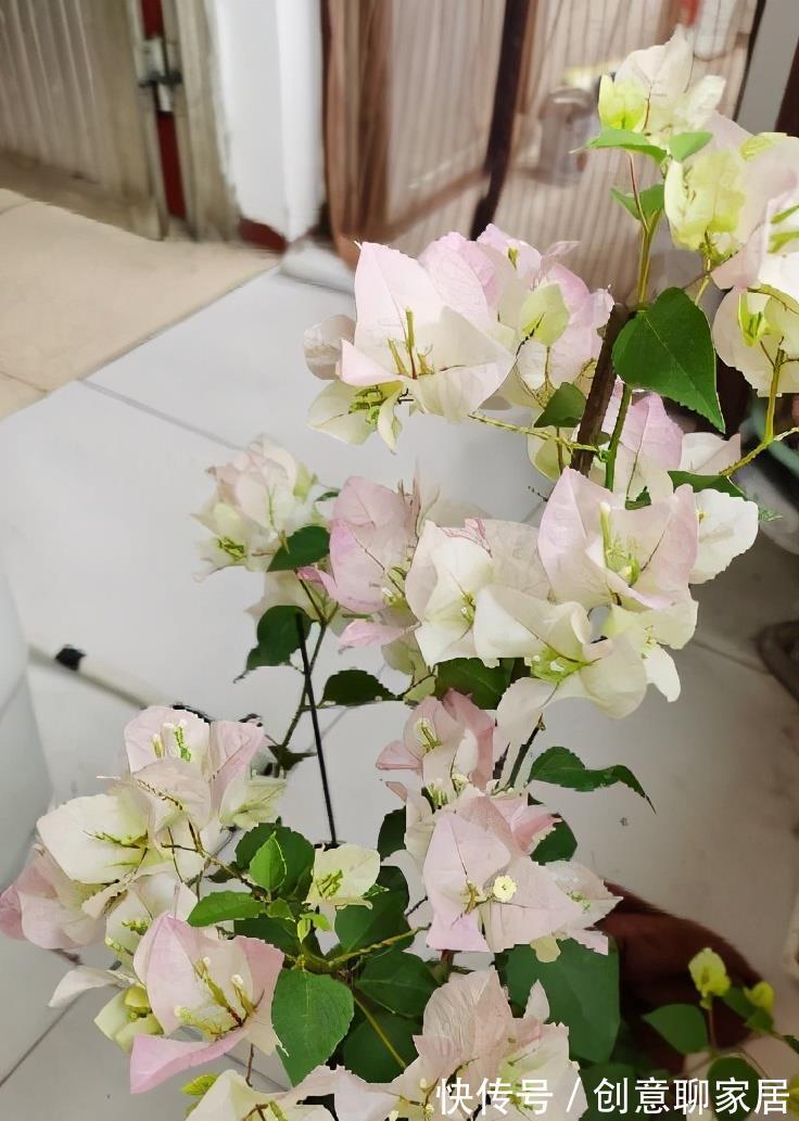 绿樱|养三角梅就养“2种”,颜色多变,勤花好看,经常开花不偷懒