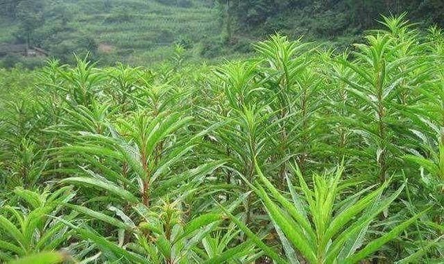 活血|农村一种野草被称为“神仙草”，保护肝脏，还有很好的解酒功效