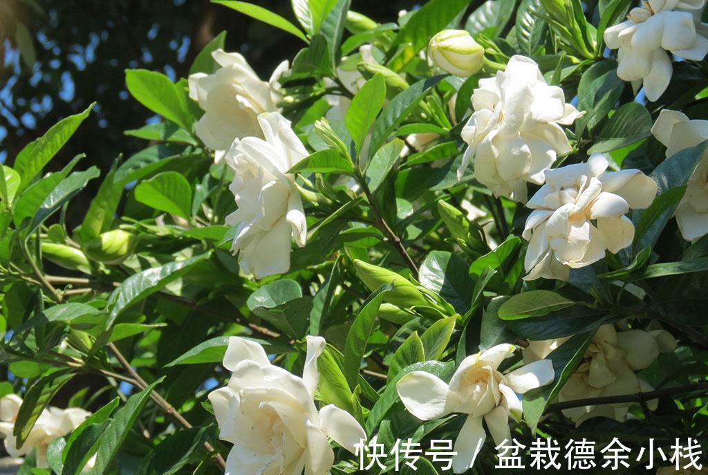 漂亮花|6种“漂亮花”，天天被人爱，家里养一盆，365天轮流开
