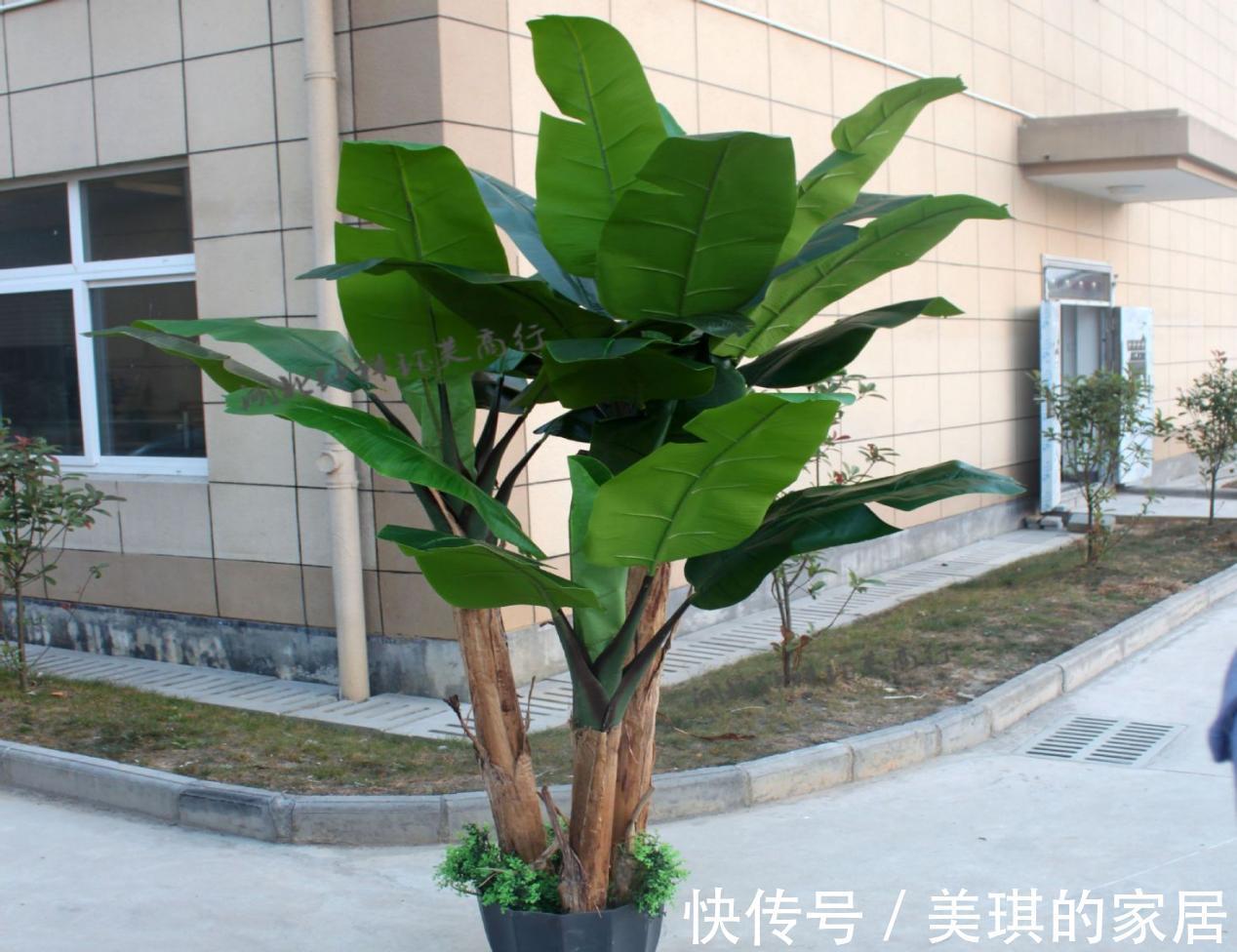 珍珠岩|甭淘汰养花旧土,这么一处理添加,不用多花钱土质就变好了