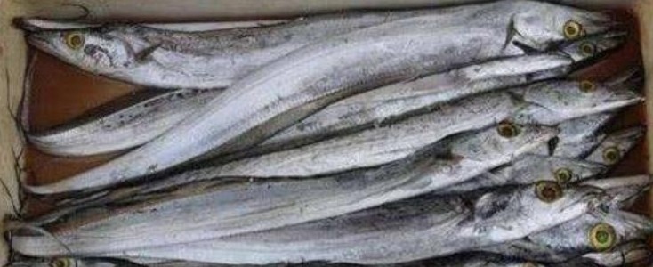 买带鱼时，遇到这3种带鱼，聪明人扭头就走，鱼贩子坦言：遇到行家了