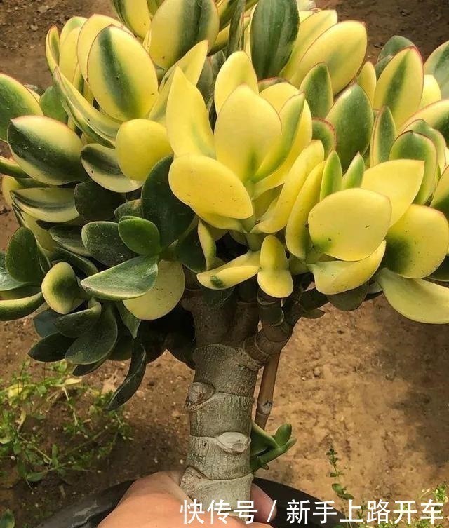 枝条|2种花“不值钱”，花匠教3招，几年养成“盆景树”，1盆上千元！