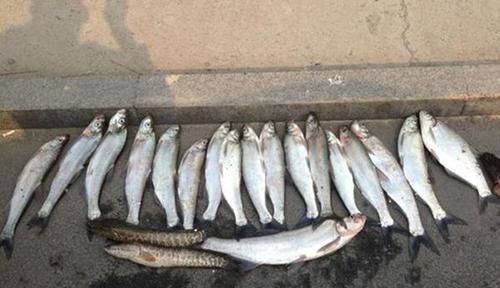 钓鱼技巧:活泥鳅钓翘嘴方法,大翘嘴一钓一个准,不信可以试试!