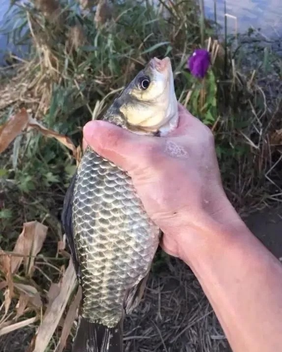 为啥你每次钓得不多?因为台钓的这个“精髓”,被你忘记了