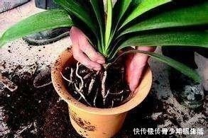 养君子兰,“深盆”好,还是“浅盆”好选错了,不长叶,难开花!