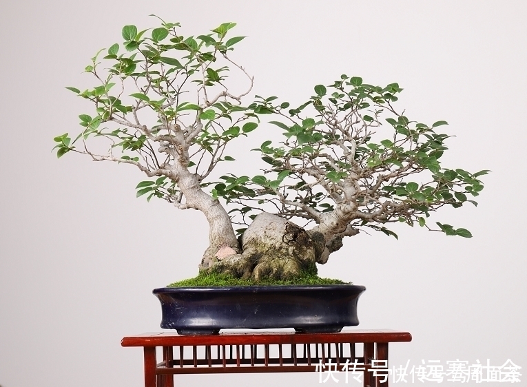 园艺|中国盆景欣赏，园艺大师经过几十年的精心打理，感受盆景独特的美